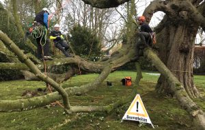 3 Männer in Kletterausrüstung sitzen auf dem Ast eines Baumes, der sehr nah zum Boden gewachsen ist. Ein Warndreieck mit der Aufschrift Baumarbeiten ist aufgestellt